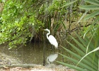 Avery Island Heron-10